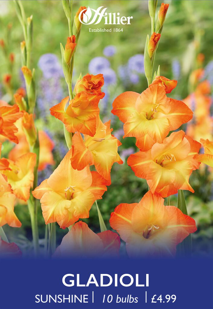 Gladioli Sunshine Bulbs 8718641996836 2